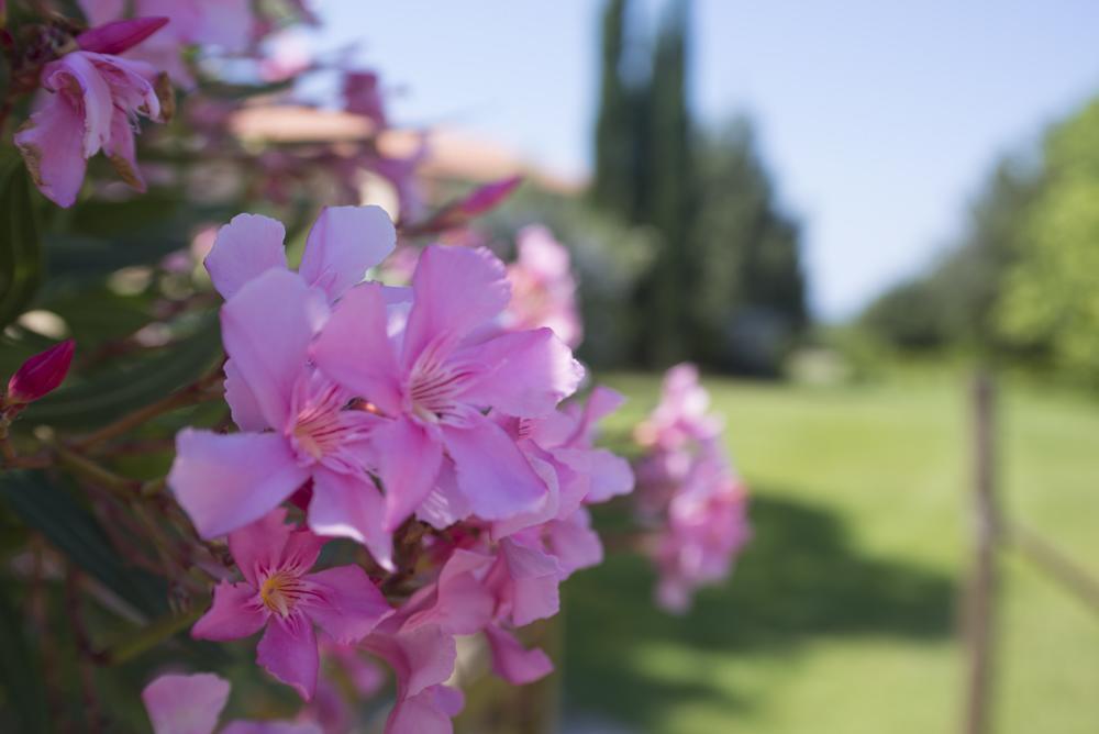 Agriturismo Le Vallette Bibbona Exterior photo